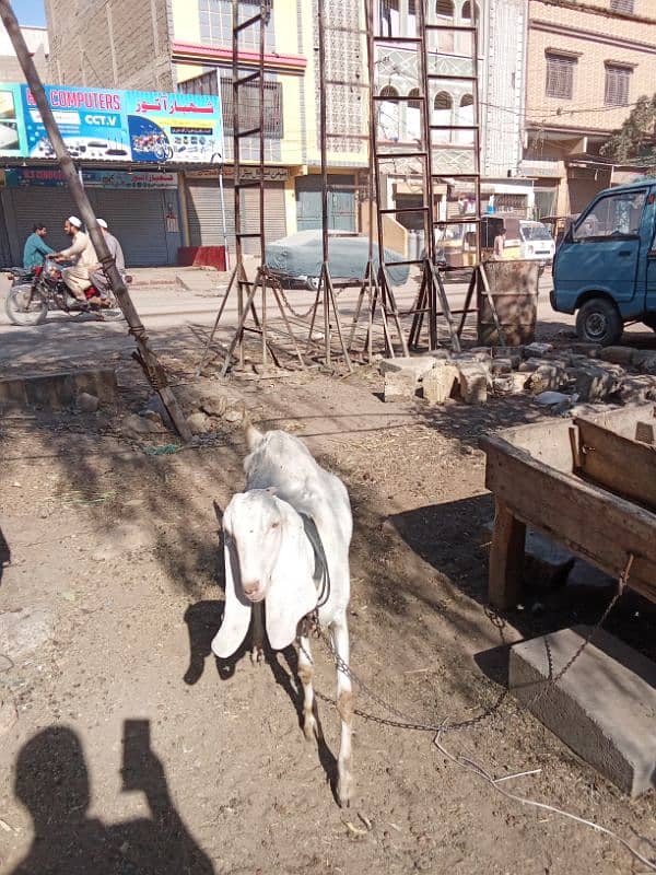 Gulabi gaban Bakri For Sale 1