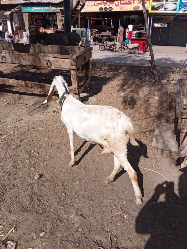 Gulabi gaban Bakri For Sale 2