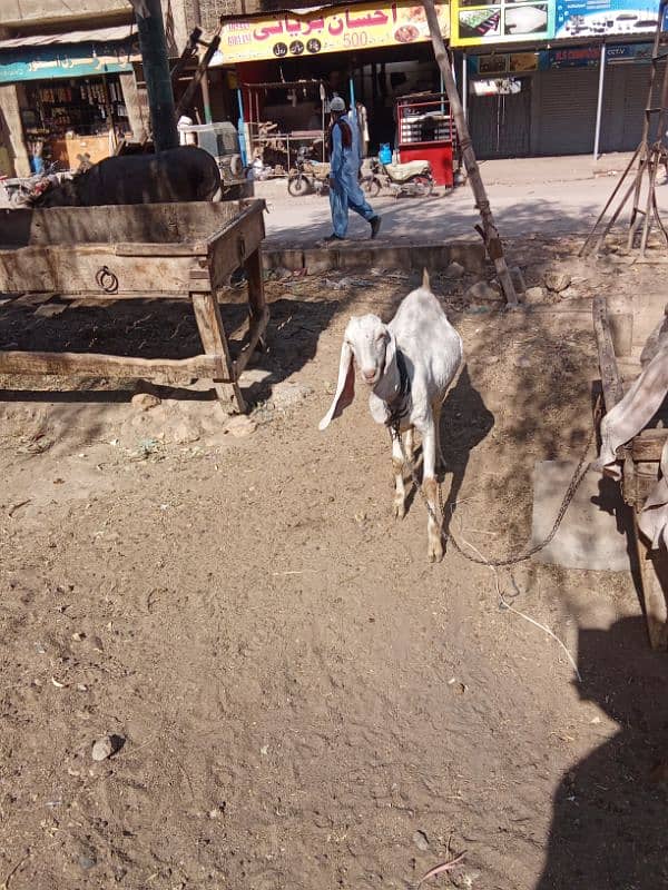 Gulabi gaban Bakri For Sale 3