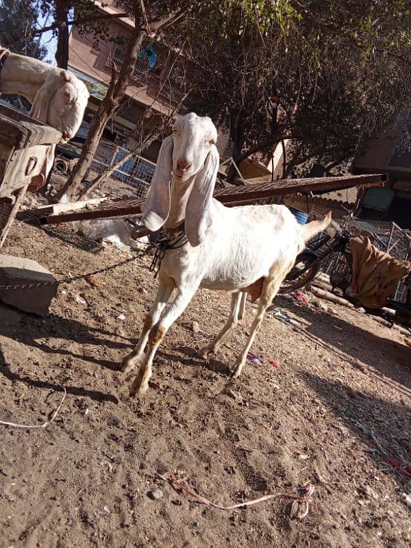 Gulabi gaban Bakri For Sale 4