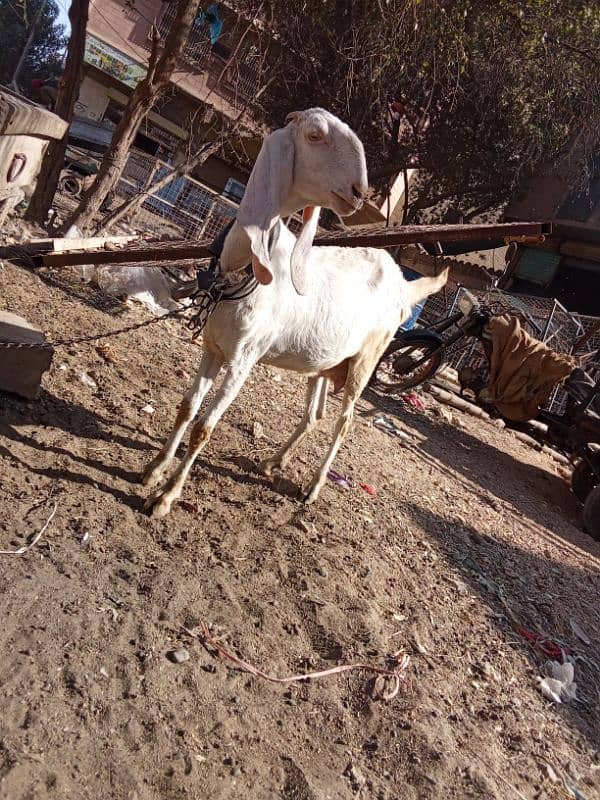 Gulabi gaban Bakri For Sale 5