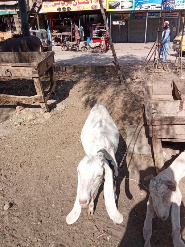 Gulabi gaban Bakri For Sale 6