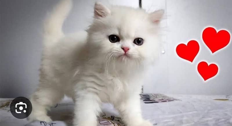 tripple coated persian kitten 1