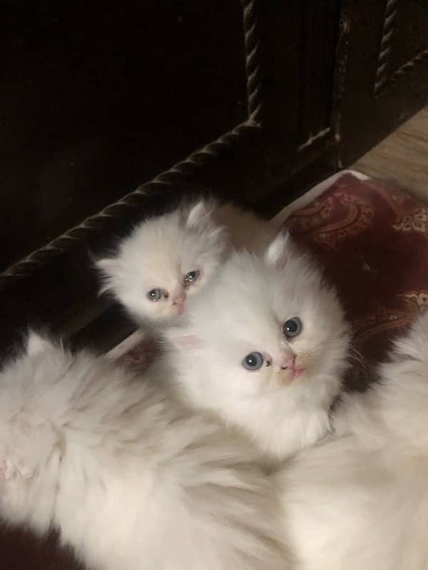 tripple coated persian kitten 2