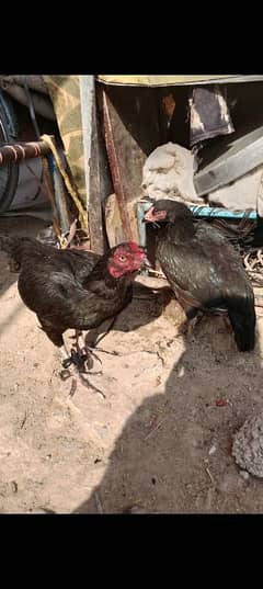 black Aseel pair 03365276456