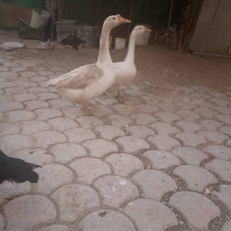 Big white ducks 0