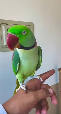 raw parrot12 month age my WhatsApp number 03238950275