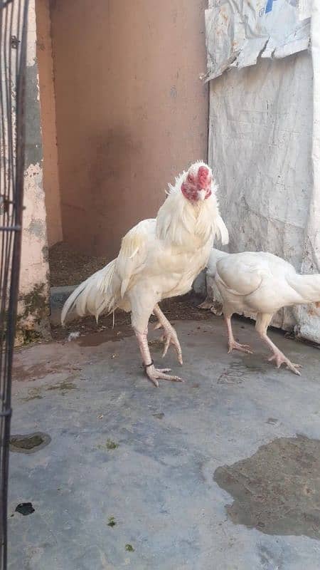 Heera Aseel Breeder pair 4