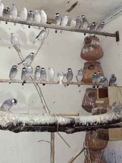 for sale  breader birds