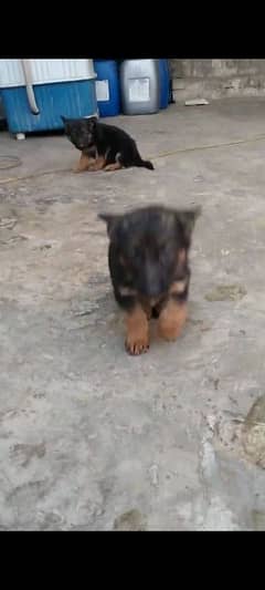 German shepherd Long Coat Male & Female  For Sale 03463649736 WhatsApp