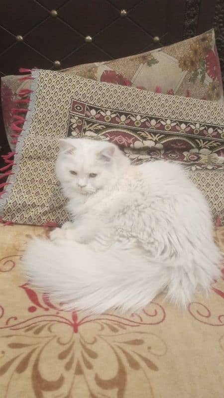 Persian cat  white colour triple coated 0