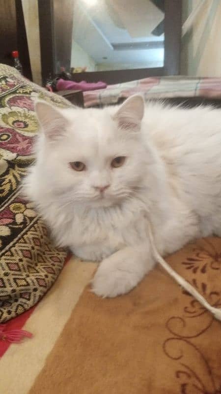 Persian cat  white colour triple coated 1