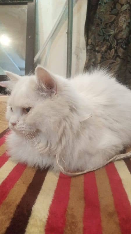 Persian cat  white colour triple coated 2