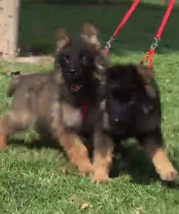 German shepherd Long Coat Male & Female  For Sale 03463649736 WhatsApp 2