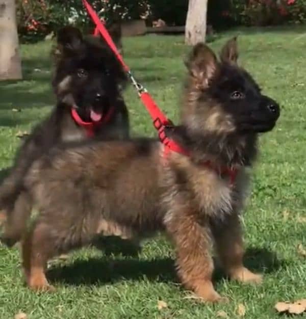 German shepherd Long Coat Male & Female  For Sale 03463649736 WhatsApp 3