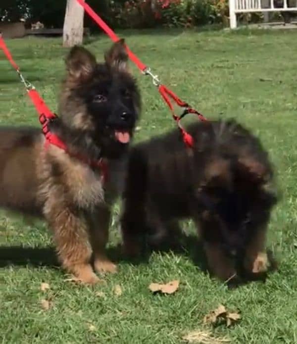 German shepherd Long Coat Male & Female  For Sale 03463649736 WhatsApp 4