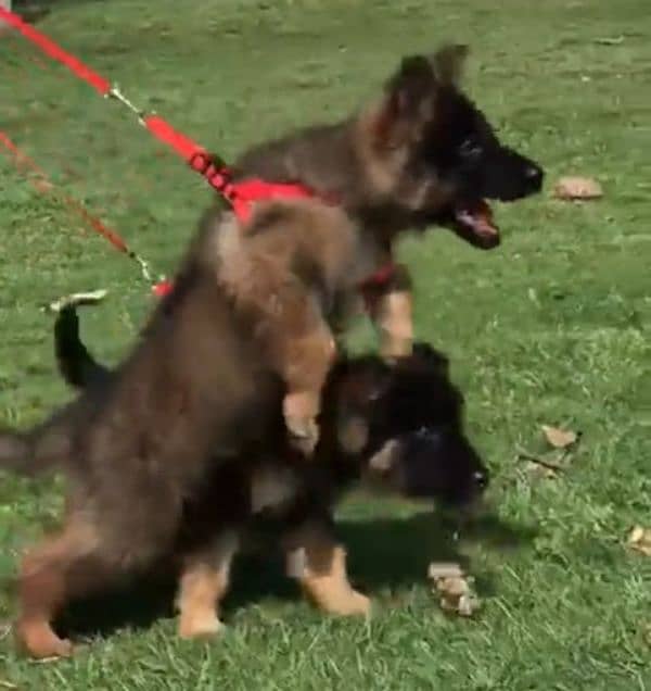 German shepherd Long Coat Male & Female  For Sale 03463649736 WhatsApp 5