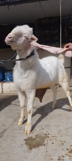 gulabi Breeder bakra03132173708