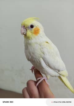 Hand tamed Cockatiel parrots for sale