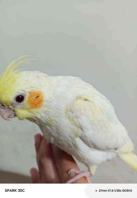 Hand tamed Cockatiel parrots for sale 1