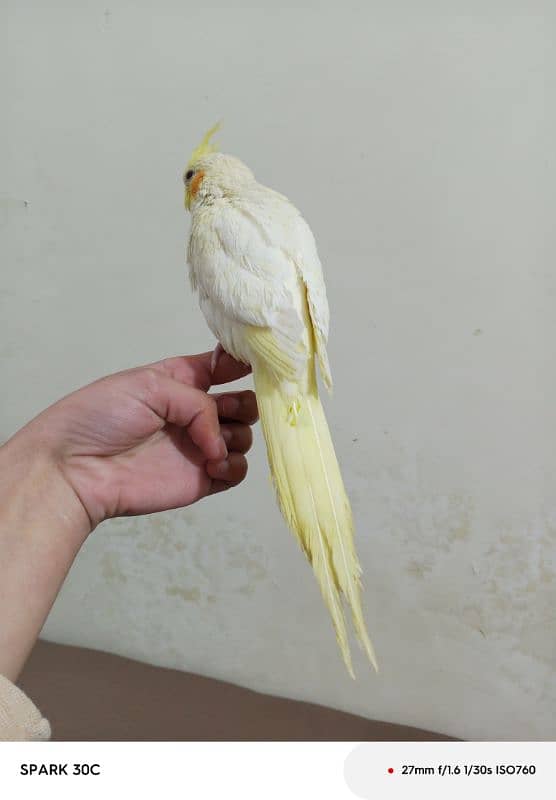 Hand tamed Cockatiel parrots for sale 2