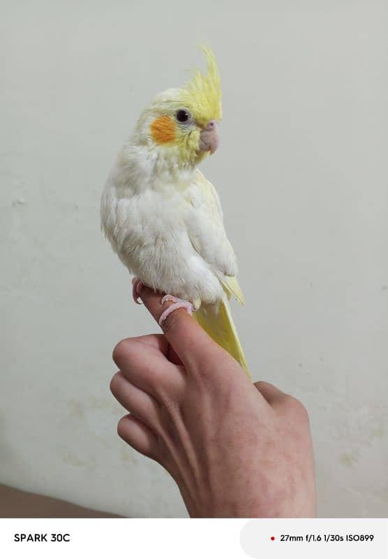 Hand tamed Cockatiel parrots for sale 3