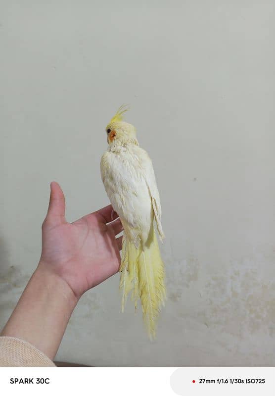 Hand tamed Cockatiel parrots for sale 4