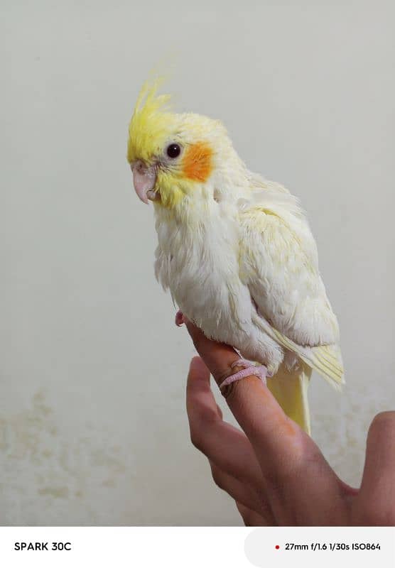 Hand tamed Cockatiel parrots for sale 5