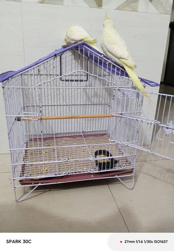 Hand tamed Cockatiel parrots for sale 6