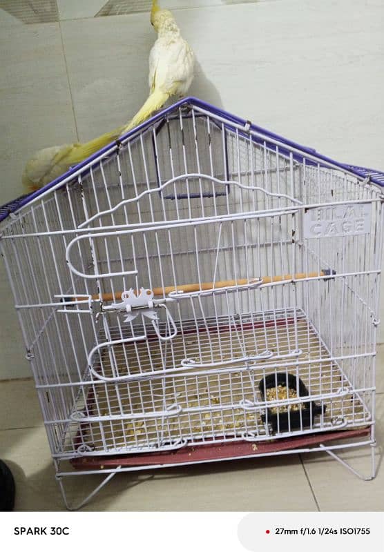 Hand tamed Cockatiel parrots for sale 7