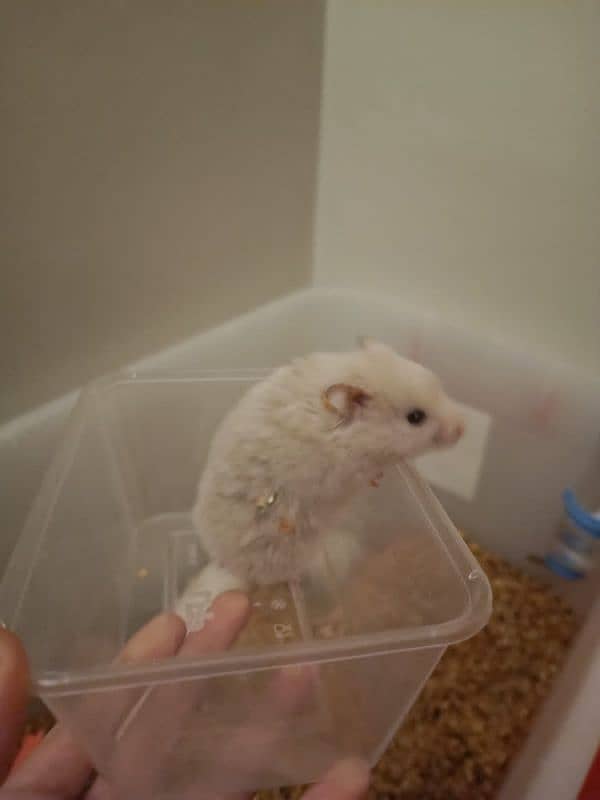 Baby Hamsters 1