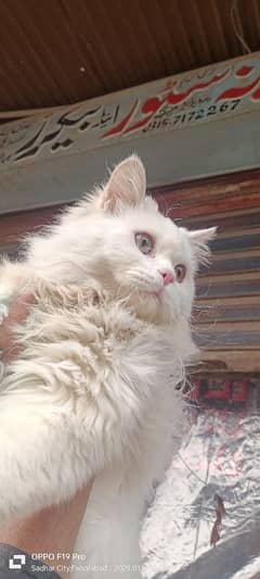 Persian Cat Triple Coated