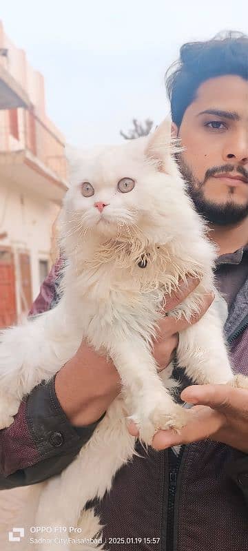 Persian Cat Triple Coated 1