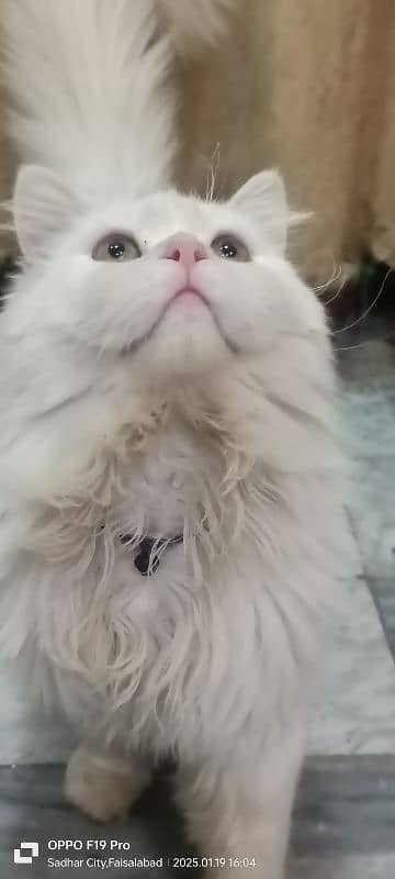 Persian Cat Triple Coated 3