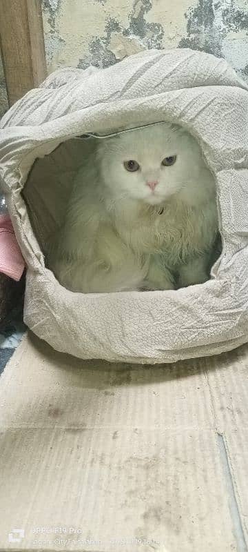 Persian Cat Triple Coated 4