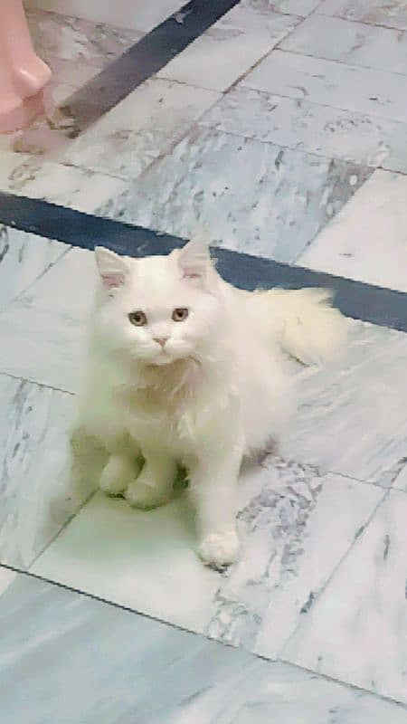 Persian Cat Triple Coated 5