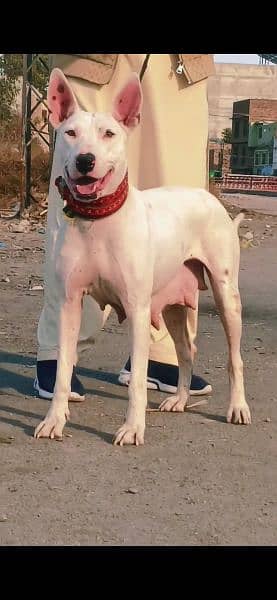 kohait gultair female age 17 month for sale available 1