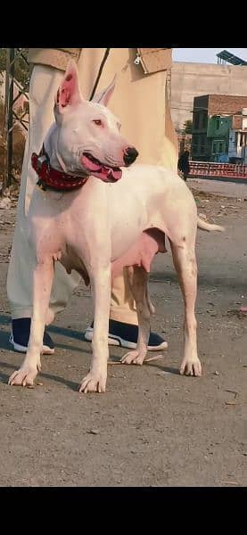 kohait gultair female age 17 month for sale available 2