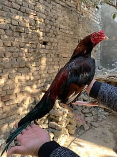 lakha breeder