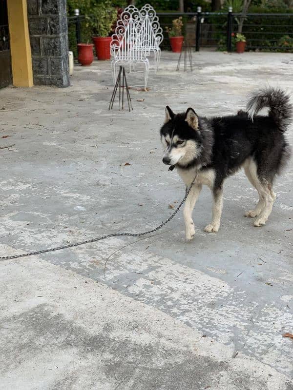 Siberian husky male available for sale 0