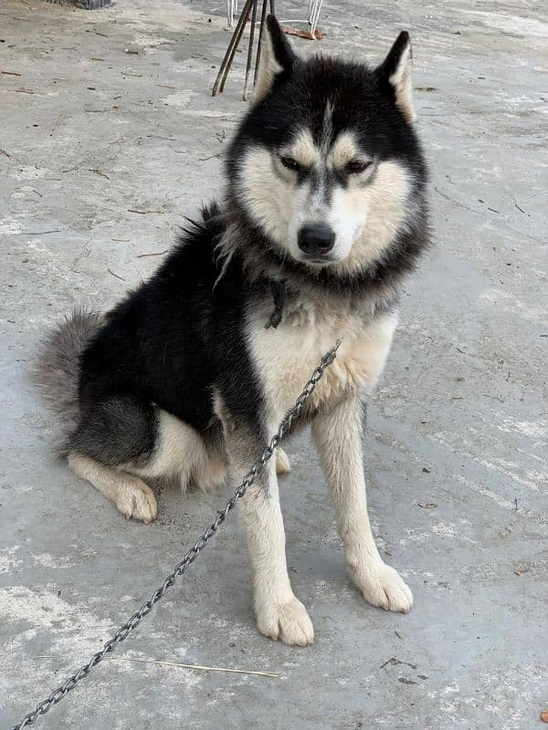 Siberian husky male available for sale 1