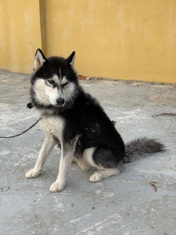 Siberian husky male available for sale 2