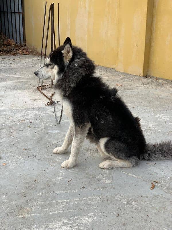 Siberian husky male available for sale 3