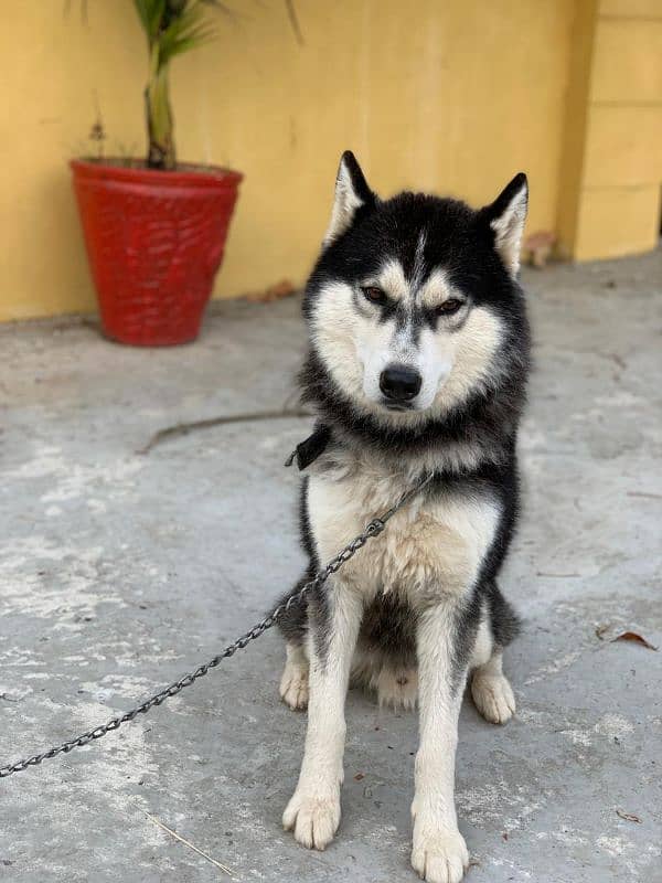 Siberian husky male available for sale 4