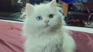 Persian cat/pike face kittens/triple coated/Persian kittens