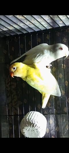 cremino and albino red eye