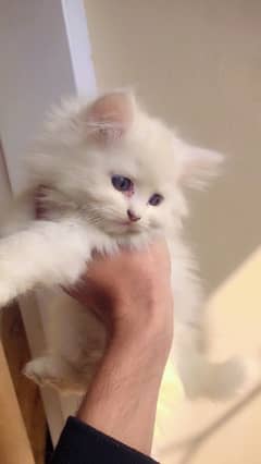 Pure White 3triple coat persian kitten