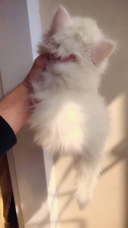 Pure White 3triple coat persian kitten 1