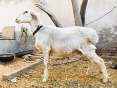 2 Male White Dumby/Sheep