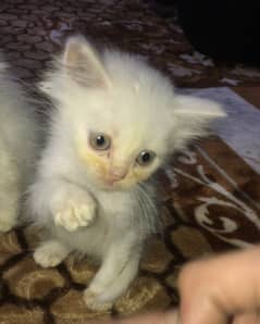 double coat doll face kittens for sale